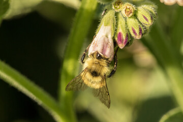 Bee Pollinating Comfrey