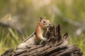 Golden-mantled Ground Squirrel in Idaho