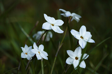 道路脇で見かける美しい花たち