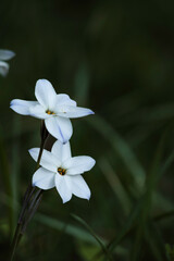 Naklejka premium 道路脇で見かける美しい花たち