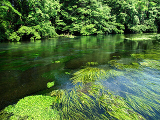 静岡県清水市に流れる柿田川。日本で最も短い一級河川。流量のほとんどが富士山に由来する湧き水である。その水質、透明度は類を見ないほどだ。