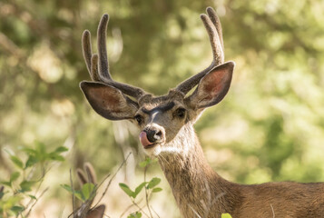 Mule Deer Buck 