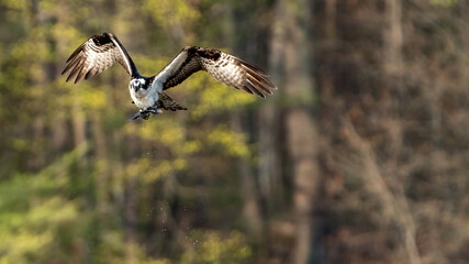 Osprey in Flight with fish in it's talons
