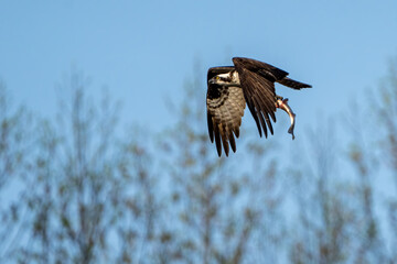 Osprey in Flight with fish in it's talons