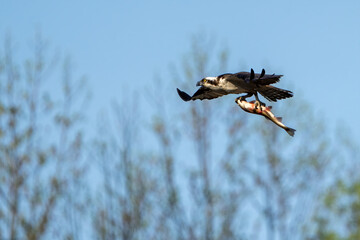 Osprey in Flight with fish in it's talons