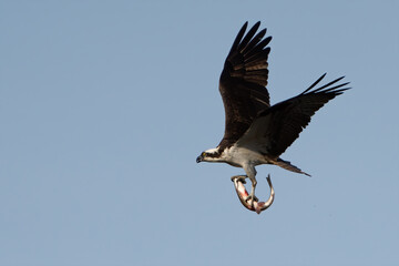 Osprey in Flight with fish in it's talons