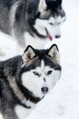 Portrait of a Siberian husky, friendship forever. Pet. Husky