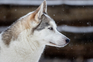 Portrait of a Siberian husky, friendship forever. Pet. Husky