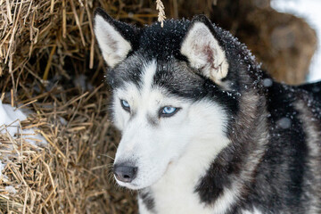 Portrait of a Siberian husky, friendship forever. Pet. Husky