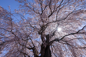 枝垂桜