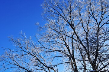 樹氷と青空