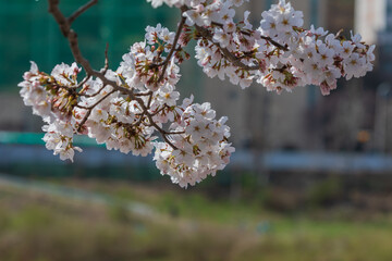 Riverside spring cherry blossom scenery