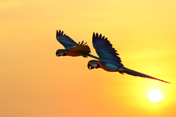 Fototapeta na wymiar Silhouette of macaw parrots flying in the sky.