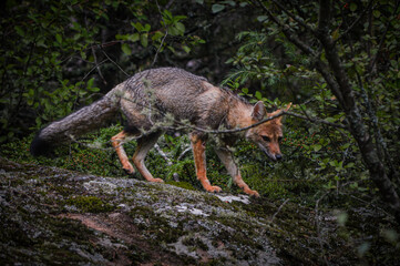 Fox in the mountain