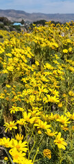 field of Golden Coreopsis at Point Dume in April