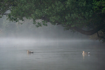 朝霧の中浮くカルガモ