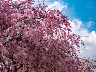青空と桜