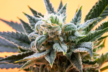 Cannabis Full Bud Shot - Cast Away Strain 