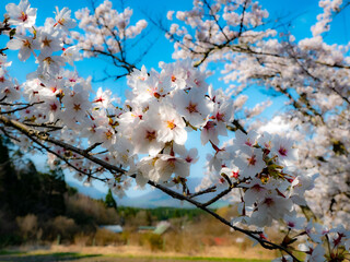 青空と桜