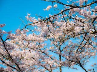 青空と桜