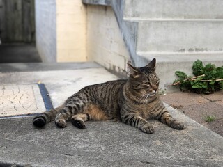 玄関先に座るキジトラ猫