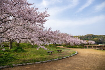 Fototapeta na wymiar Blooming cherry trees at park , Shikoku, Japan