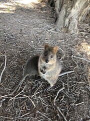 野生のクオッカワラビー　パースのロットネストアイランドにて	
