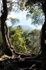 Fototapeta premium ボルネオ、キナバル山の登山道