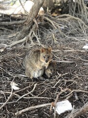 クォッカワラビーの親子
