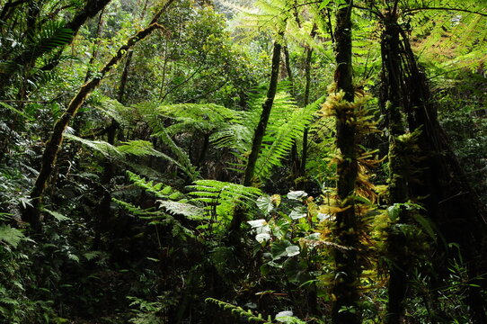 ボルネオ、キナバル山の植物