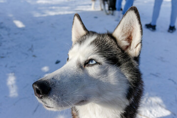 Portrait of a Siberian husky, friendship forever. Pet. Husky