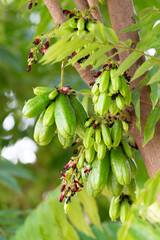 Bilimbi fruit on tree