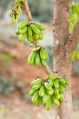 Bilimbi fruit on tree