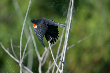 Red Winged Black Bird