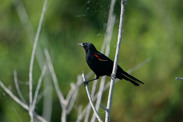 Red Winged Black Bird