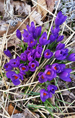 Crocus is a perennial flower. Saffron is a type of crocus. Blue crocus flowers in spring.