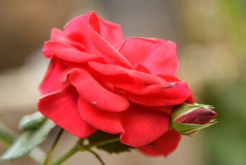 beautiful red rose