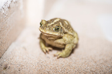 little toad on the floor             