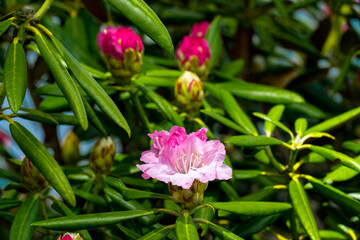 由布院のシャクナゲ