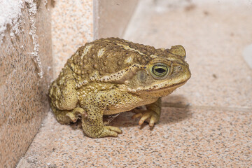 toad on the floor , in the house