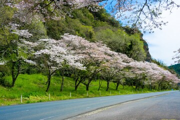 仙の岩の桜