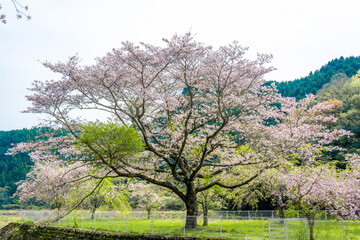 仙の岩の桜