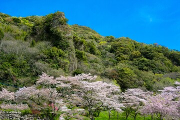 仙の岩の桜