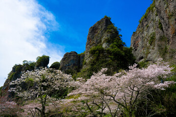 仙の岩の桜