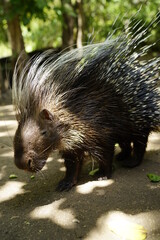 キリマンジャロ