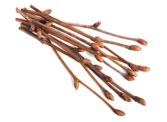 Tilia Tree Buds on Twigs as Collected Early Spring. Also known as Linden, Basswood, Lime Tree or Bush. Isolated on White.