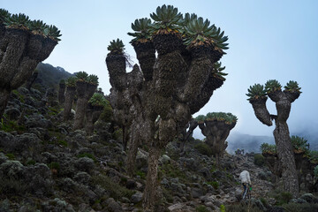 キリマンジャロ、ジャイアントセネシオ