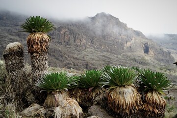 キリマンジャロ、ジャイアントセネシオ