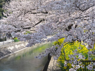 Kyoto,Japan-Marh 27, 2021: Beautiful cherry blossoms along Biwako Sokui or Lake Biwa Canal in Kyoto, Japan
