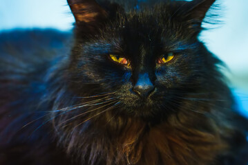 Lucifer the cat staring at the camera, cat close up with blurred background